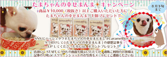 ☆たまちゃんの幸せまんま☆ プレゼントキャンペーン!!