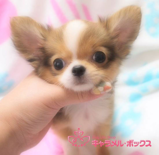 チワワ 子犬
