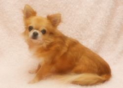 ＪＫＣチャンピオン　泰三