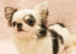 ＪＫＣチャンピオン直子　元気
