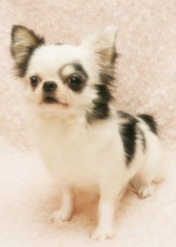 ＪＫＣチャンピオン直子　元気