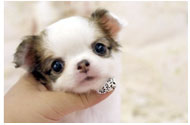 キャラメルボックス チワワ 小犬